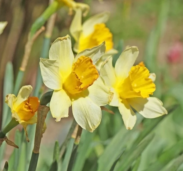 Narcissus i fältet winh blomma bakgrunden — Stockfoto