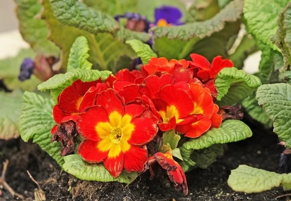 stock image Red and yellow primula flower on the flower bed