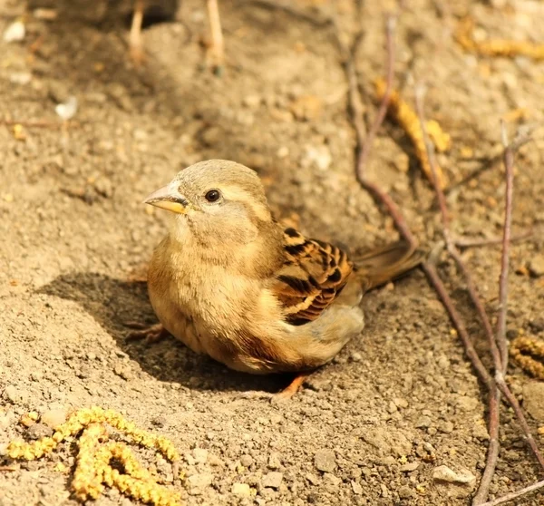 Sparrow bathes in the sand and dust — Stock Photo, Image