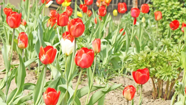 Piros gyönyörű tulipán mező tavasszal — Stock Fotó