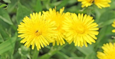 güzel sarı dandelions ve bunlardan birindeki bir karınca