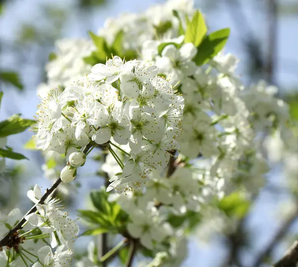 Appelboom in bloei — Stockfoto