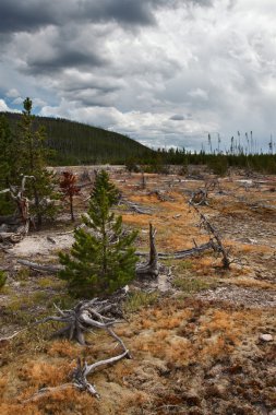 Yellowstone