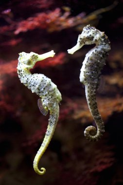 Seahorse in love clipart