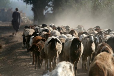 koyun sürüsü ile çoban