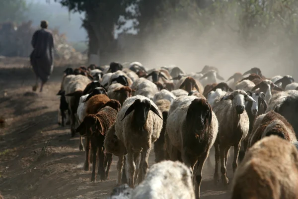 Shepherd with flock of sheep — Stock Photo, Image