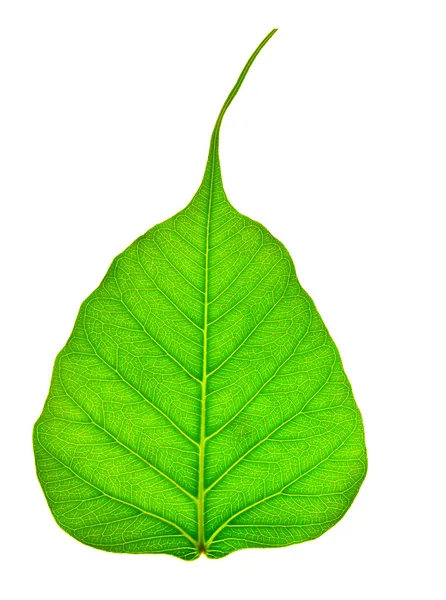 Textura da folha peepal — Fotografia de Stock