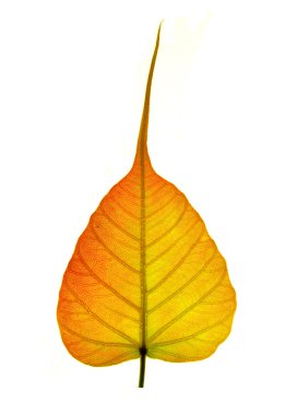 Close up of colorful peepal leaf clipart