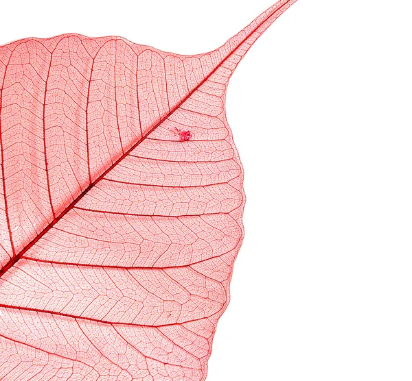 Texture di foglie di Peepal essiccate e macchiate — Foto Stock