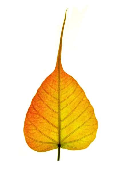 Fechar acima da folha peepal colorida — Fotografia de Stock