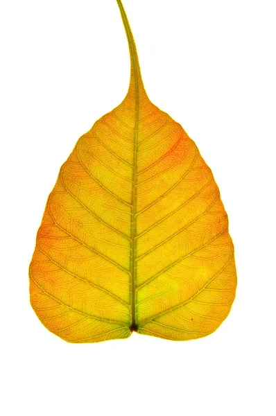 Red orange peepal leaf — Stock Photo, Image