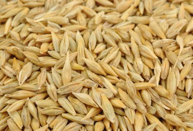 Pile of barley seeds clipart