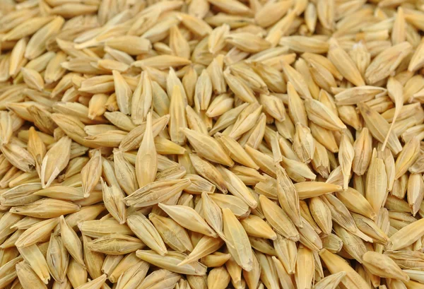 Pile of barley seeds — Stock Photo, Image