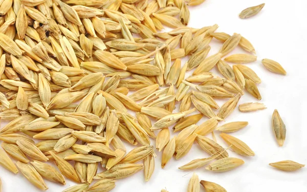 Barley seeds — Stock Photo, Image