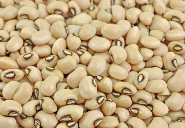 Seeds of cow pea beans — Stock Photo, Image