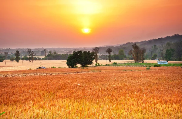 stock image Wheat farm