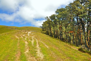 Merging point of forest, sky and alpine meadow clipart