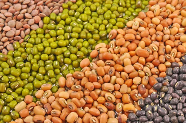 Arranged seeds of legume pulses — Stock Photo, Image