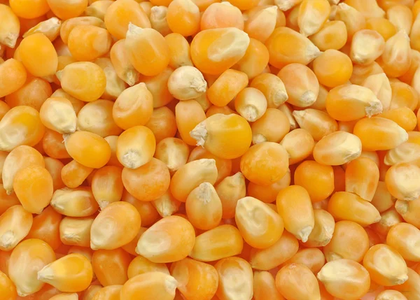 Zaden van maïs — Stockfoto
