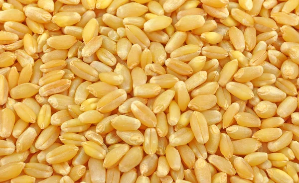 Pile of husked wheat seeds — Stock Photo, Image
