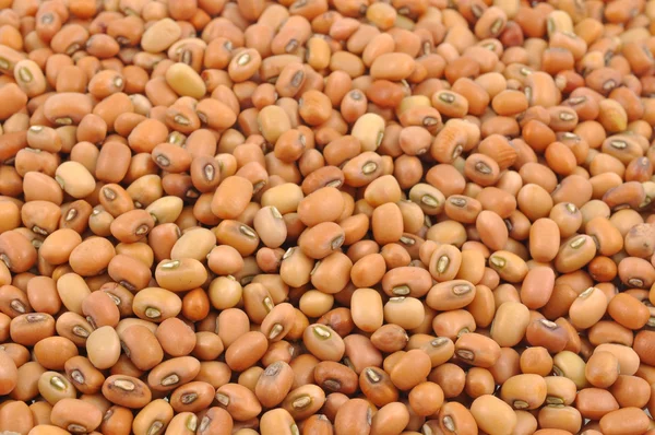 Seeds of blackeyed pea bean — Stock Photo, Image
