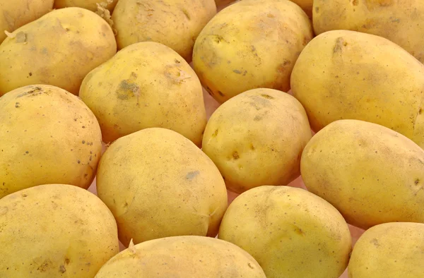 Čerstvě sklizené brambory — Stock fotografie