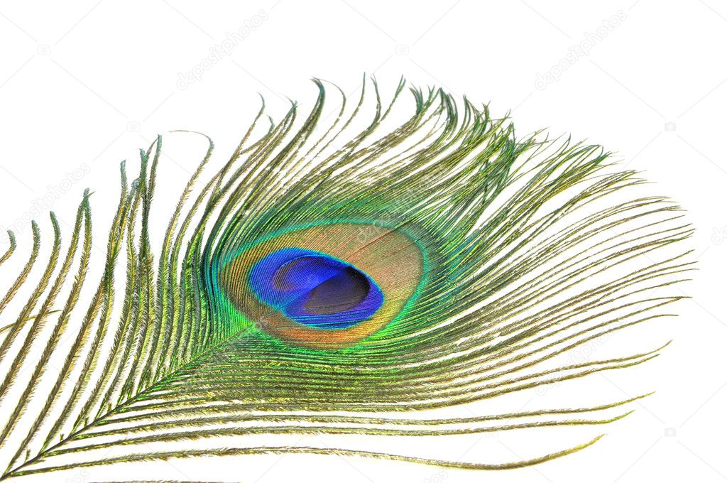 Portion of peacock feather Stock Photo by ©sanc4u 10389030