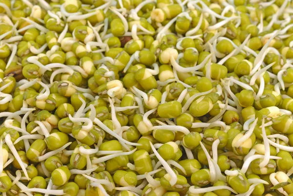 Sprouted green gram seeds — Stock Photo, Image