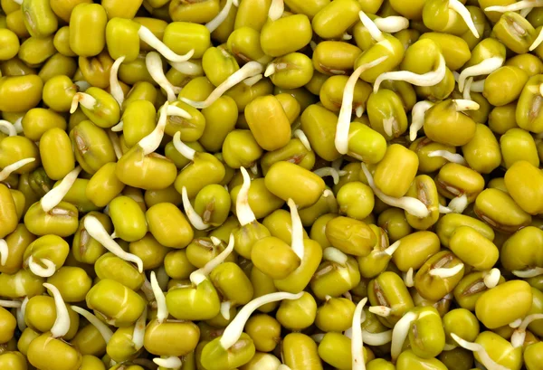 Gekiemde groene gram zaden — Stockfoto