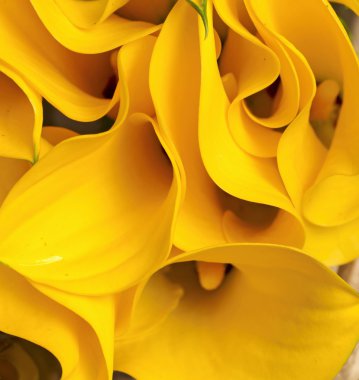 Yellow Zantedeschia clipart