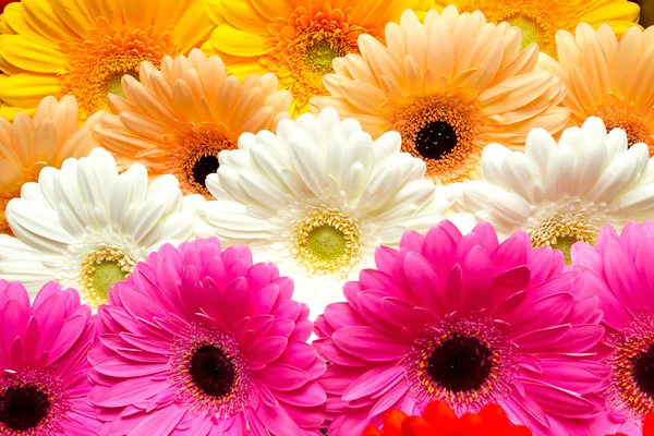 stock image Beautiful gerbera