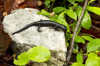 Alp salamander