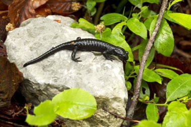 Alpine salamander clipart