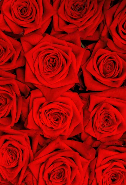 stock image Red roses