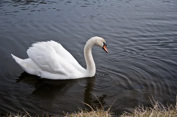 Swan 3923 — Stock Photo, Image
