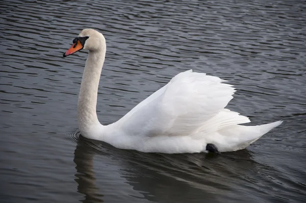 Swan 3924 — Stock Photo, Image