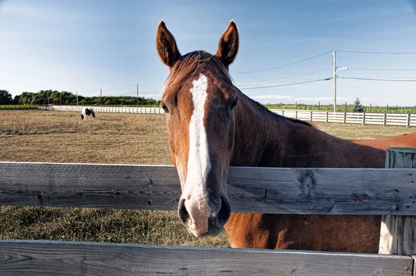 Cavalo feliz — Fotografia de Stock