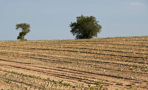 Trees and Crops — Stock Photo, Image