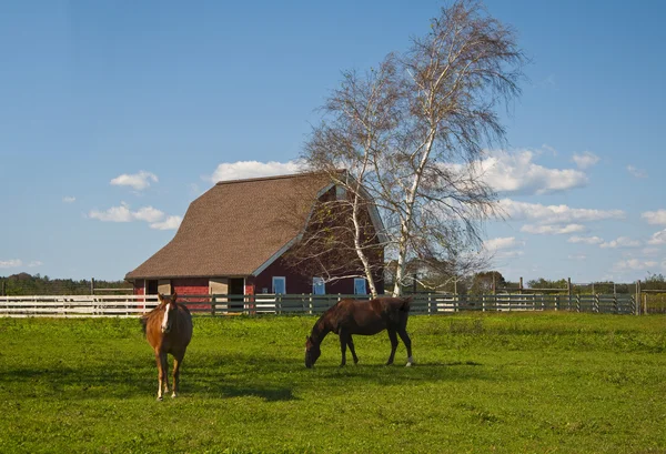 Pair of Horses Grazing — Stock Photo, Image