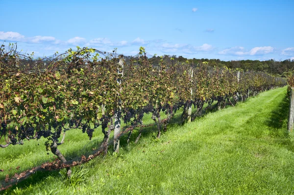 stock image Wine on the Vine