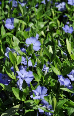 Deniz salyangozu/Creeping Myrtle (Vinca minor) yama