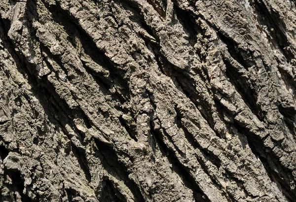 Corteccia dell'albero in rilievo primo piano diagonale — Foto Stock