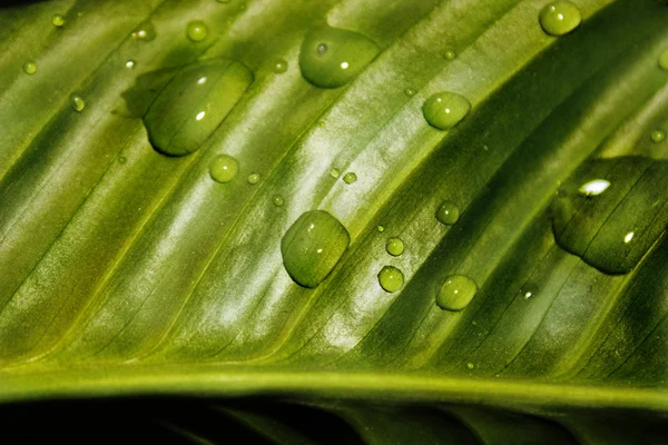Gotas em uma folha verde — Fotografia de Stock