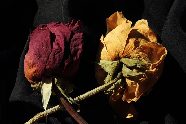 stock image Dry roses