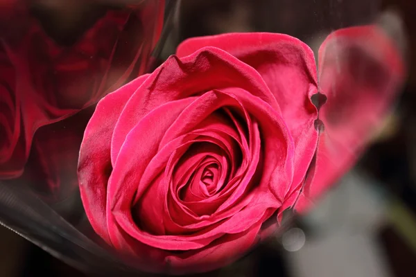 Red rose in a package — Stock Photo, Image