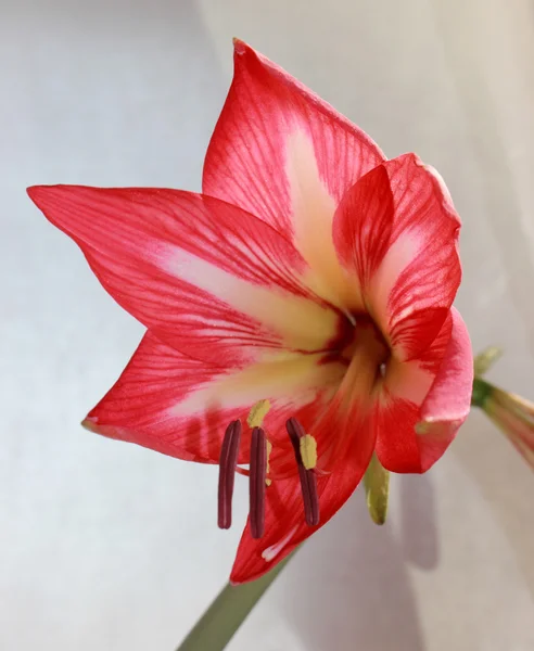 Flor bulbosa vermelha — Fotografia de Stock
