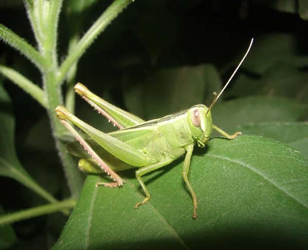 Grasshopper on a sheet — Stock Photo, Image
