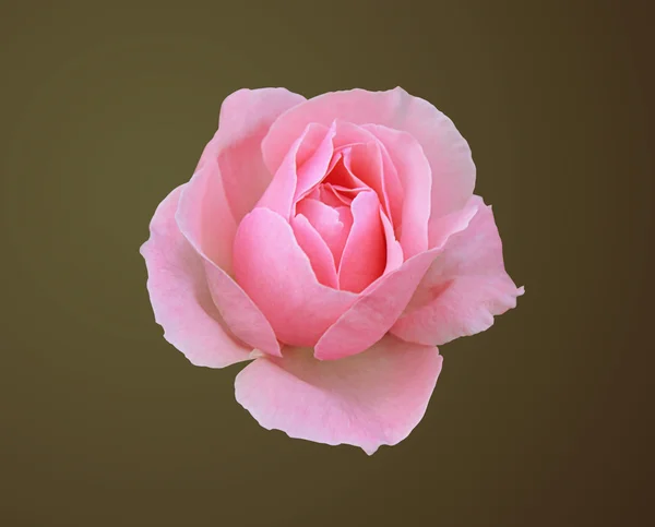 Pink isolated rose — Stock Photo, Image