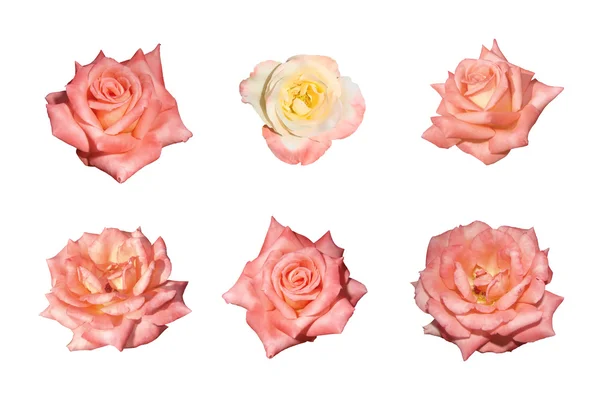 Rosas rosa isoladas — Fotografia de Stock