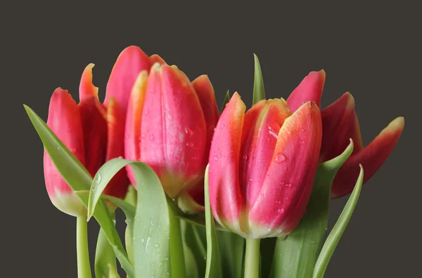 Wet isolated tulips — Stock Photo, Image